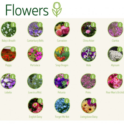 Seedstick 10 Packs Flower